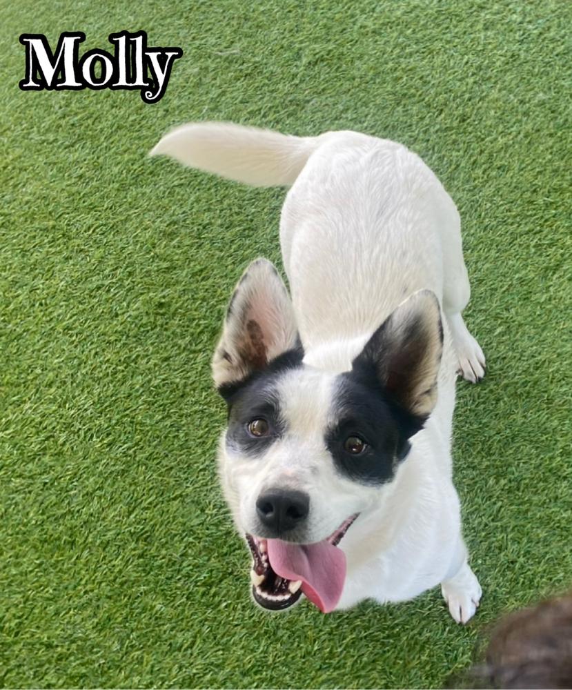 Enlarge Molly, a Adoptable mixed breed in Tulsa, OK image 1/1