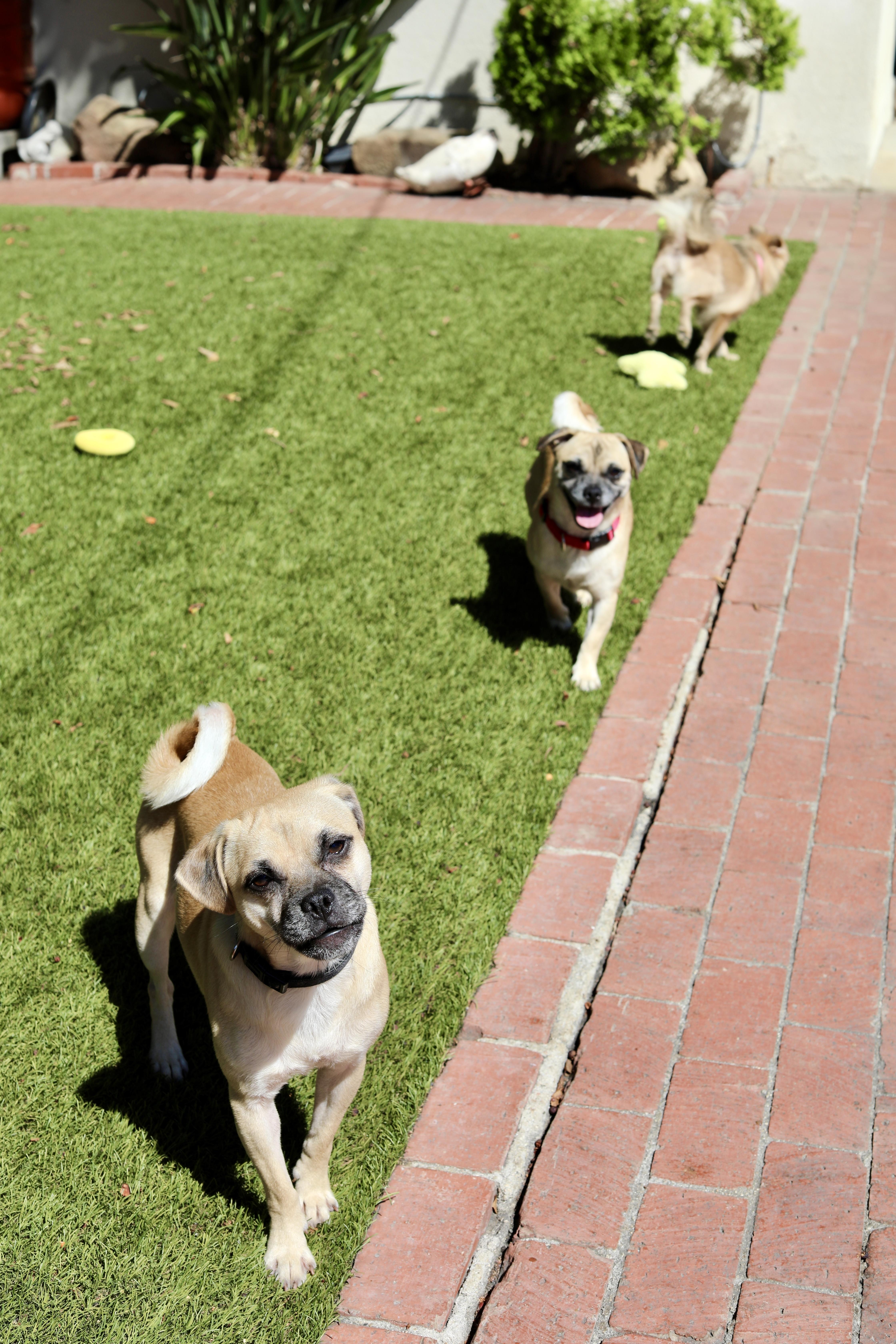 Andy, a Adoptable mixed breed in Los Angeles, CA image 2/5