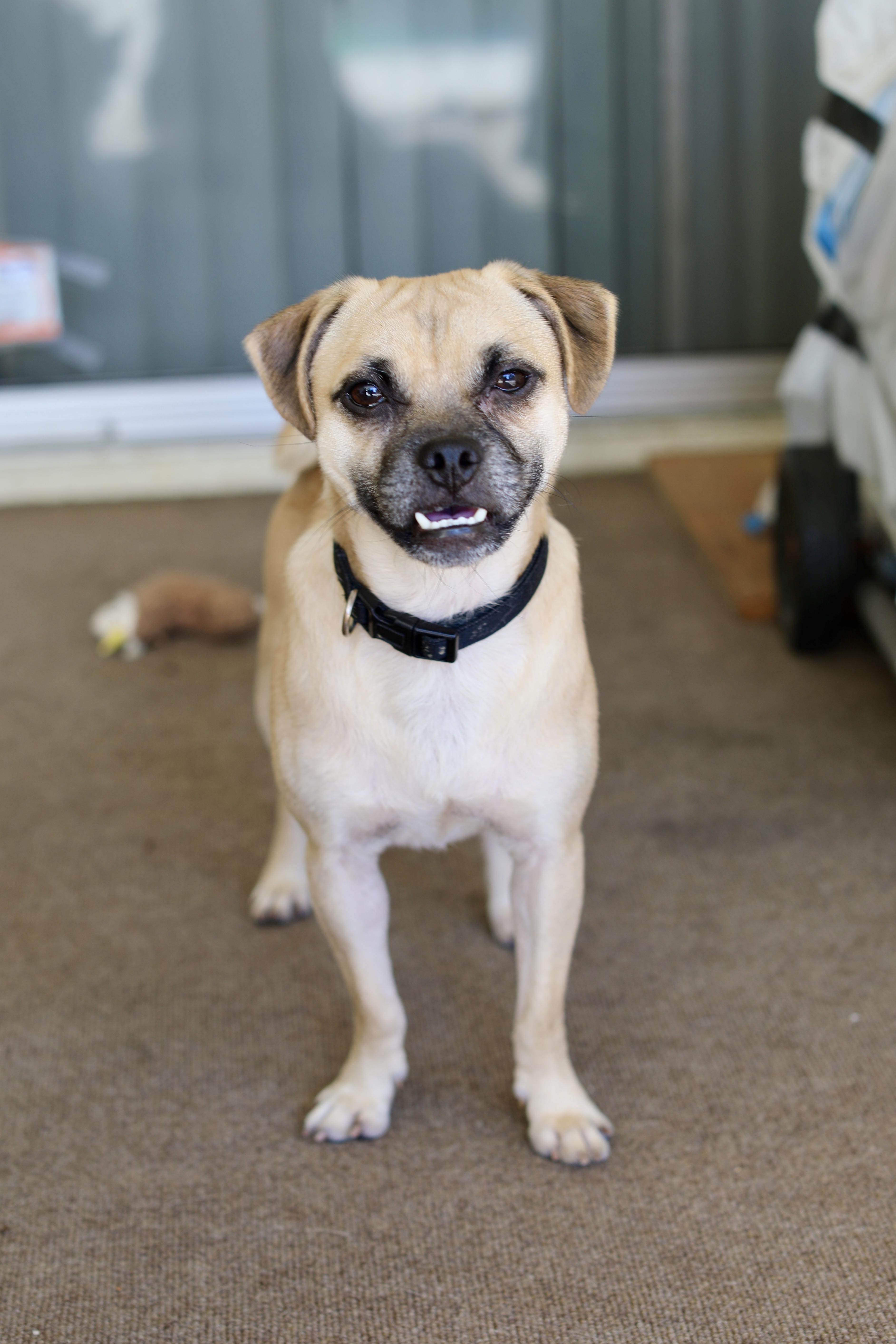 Andy, a Adoptable mixed breed in Los Angeles, CA image 3/5