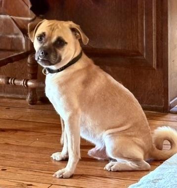 Andy, a Adoptable mixed breed in Los Angeles, CA image 4/5