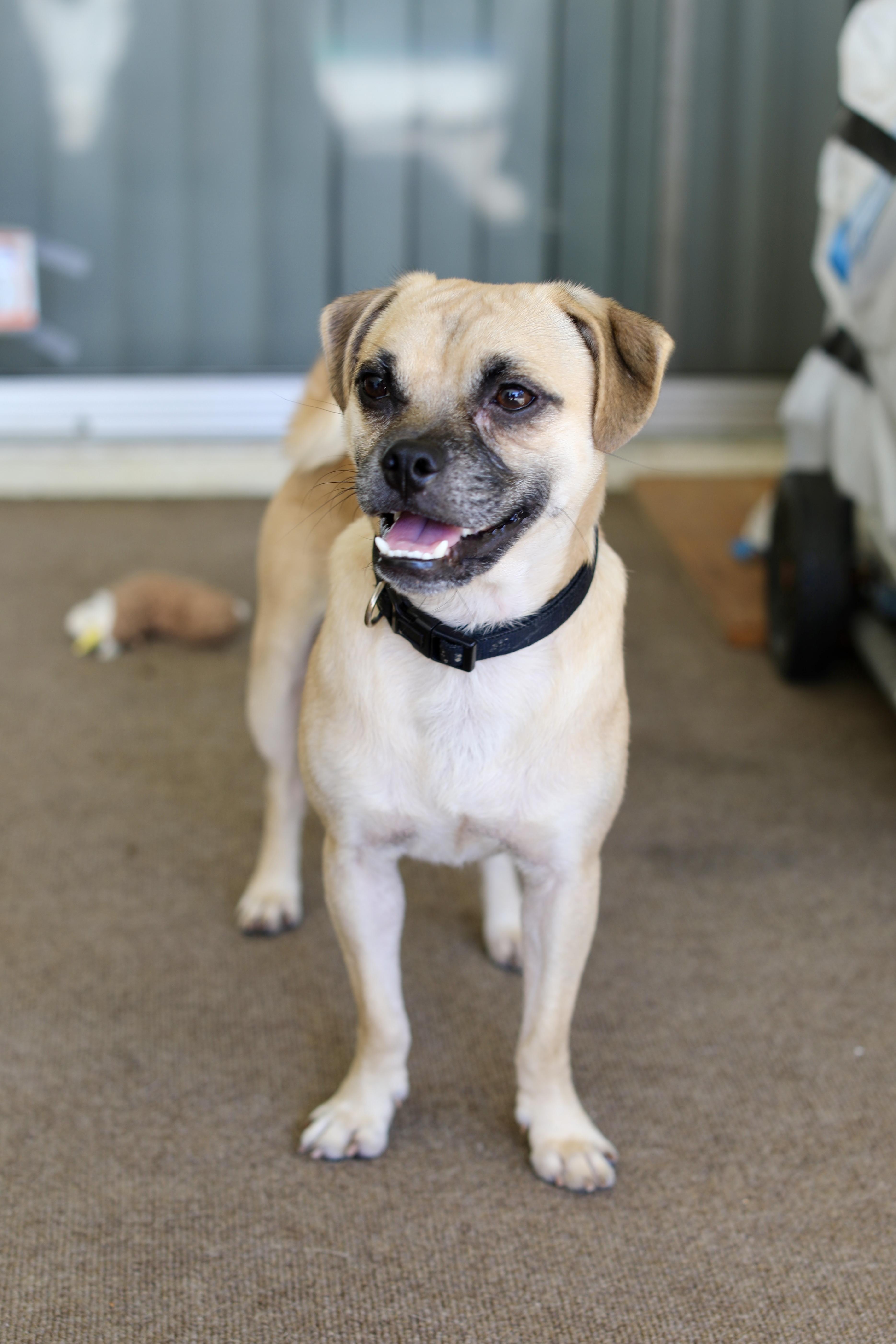 Andy, a Adoptable mixed breed in Los Angeles, CA image 5/5