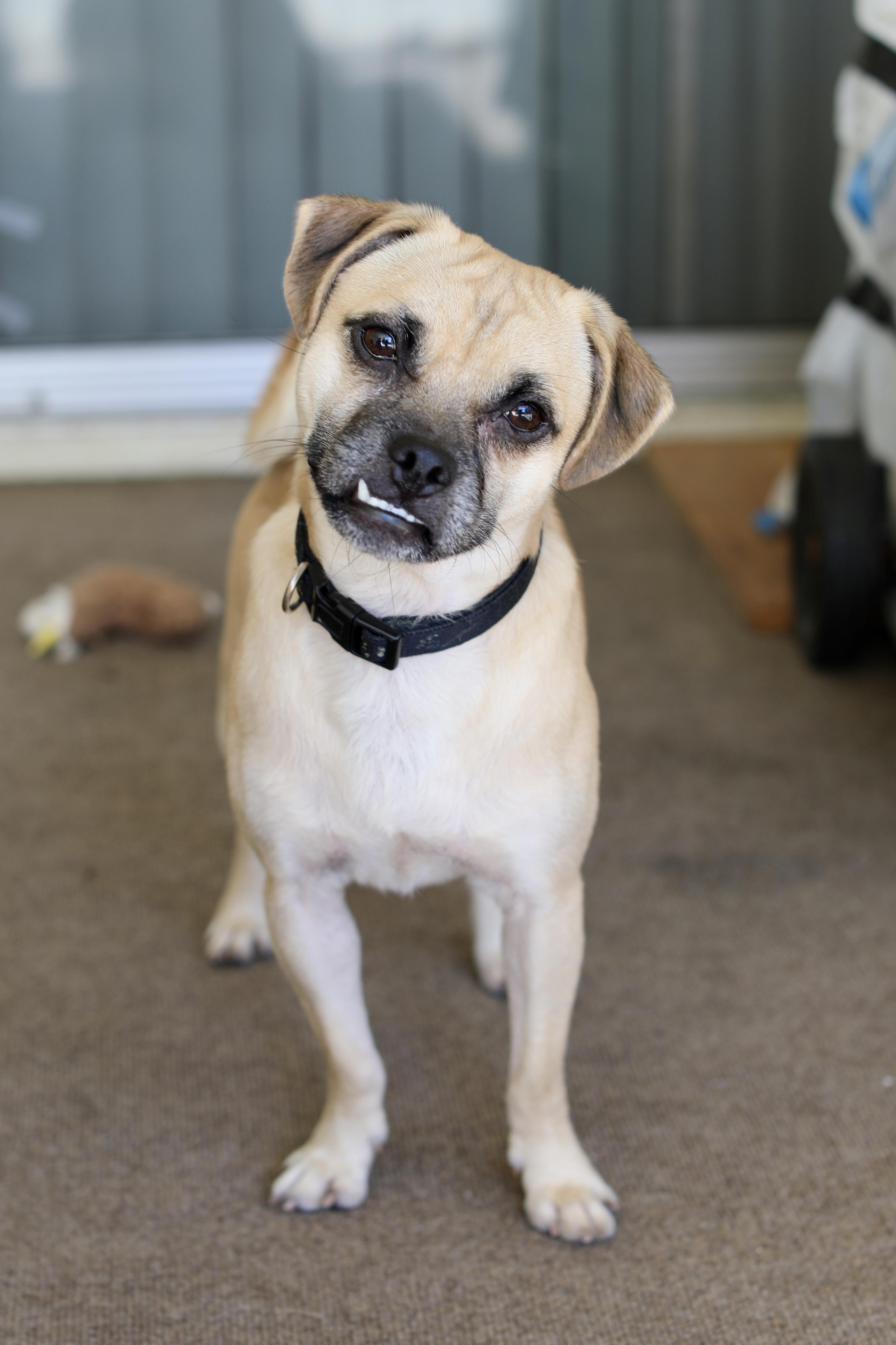 Andy, a Adoptable mixed breed in Los Angeles, CA image 1/5