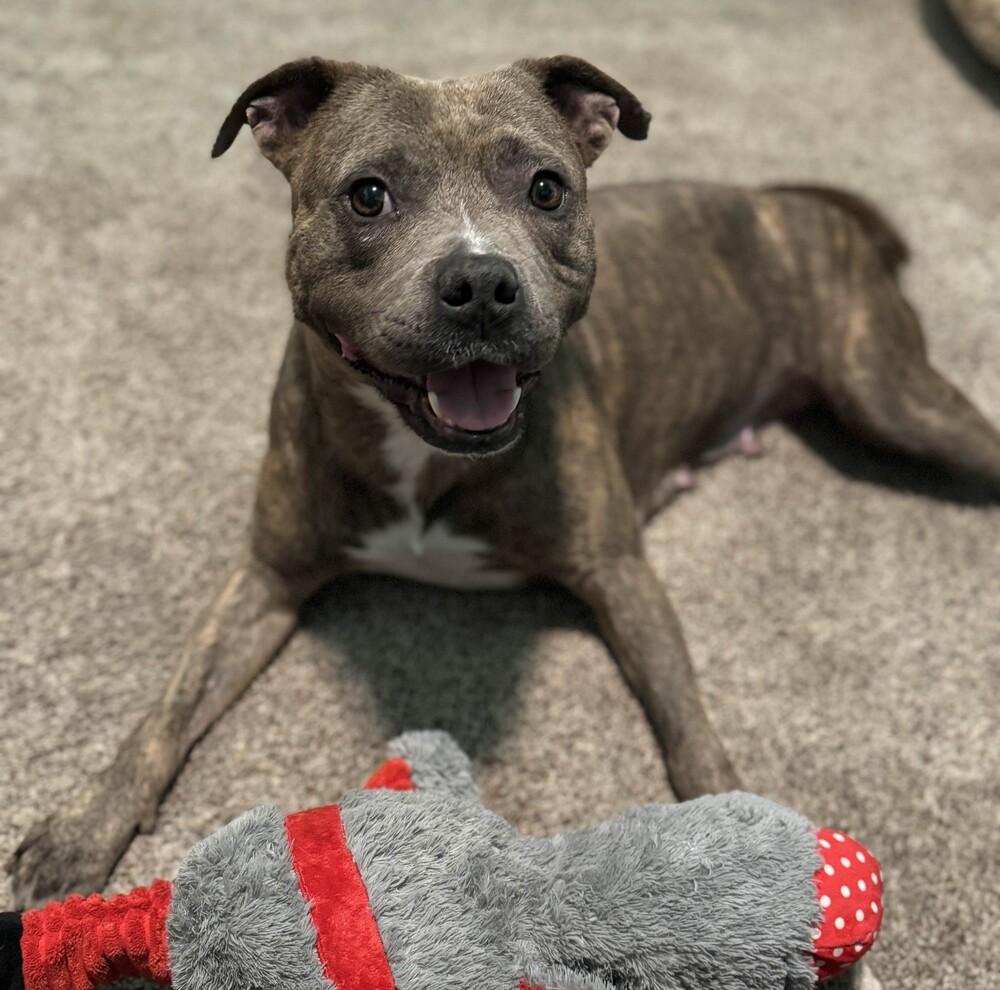 Mochi - AVAILABLE, Adoptable, Adult Female Pit Bull Terrier.