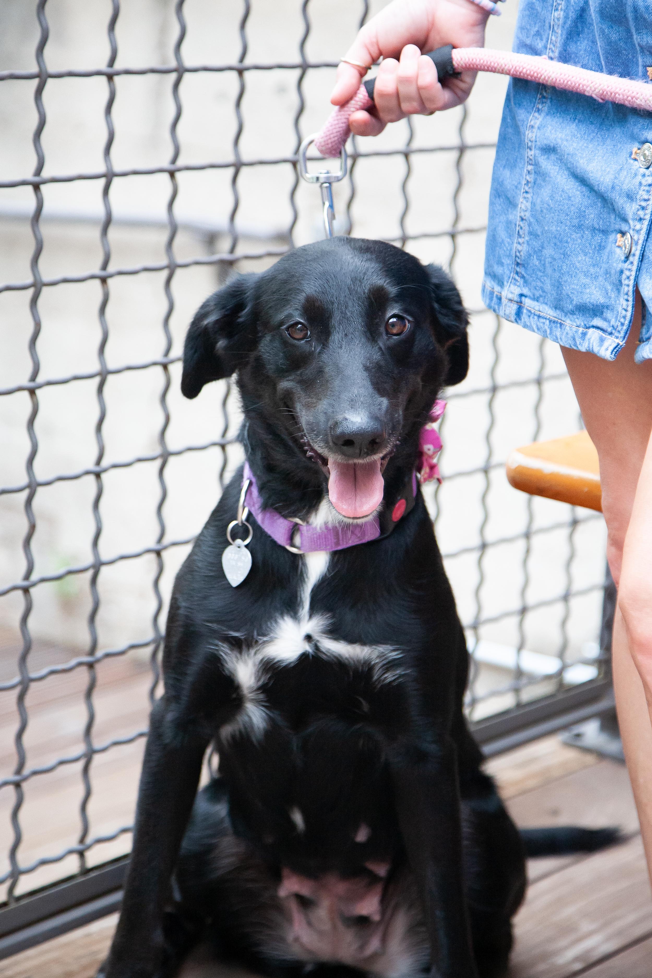 Dove, a ADOPTABLE mixed breed in Nashville, TN image 5/6