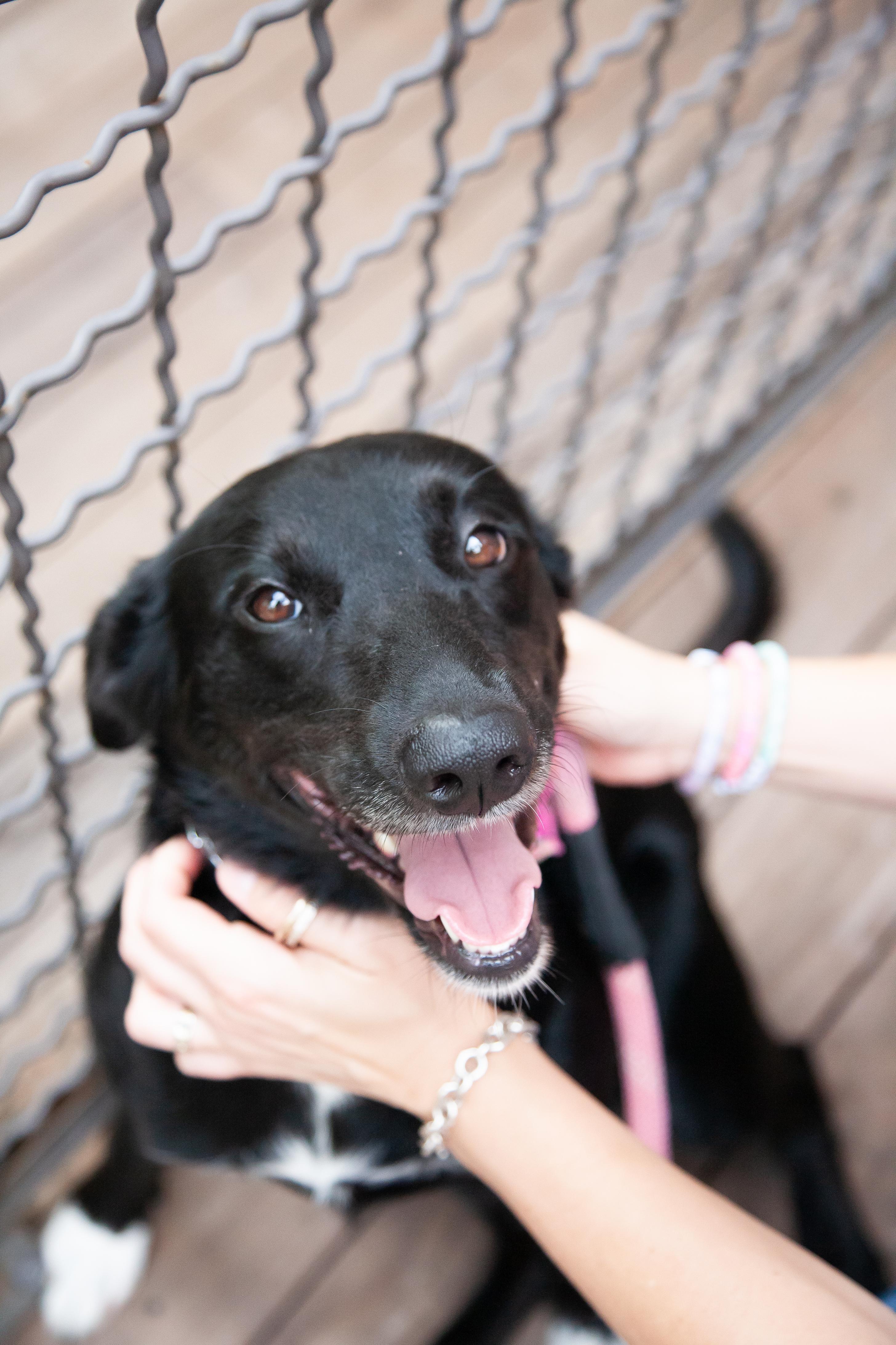 Dove, a ADOPTABLE mixed breed in Nashville, TN image 3/6