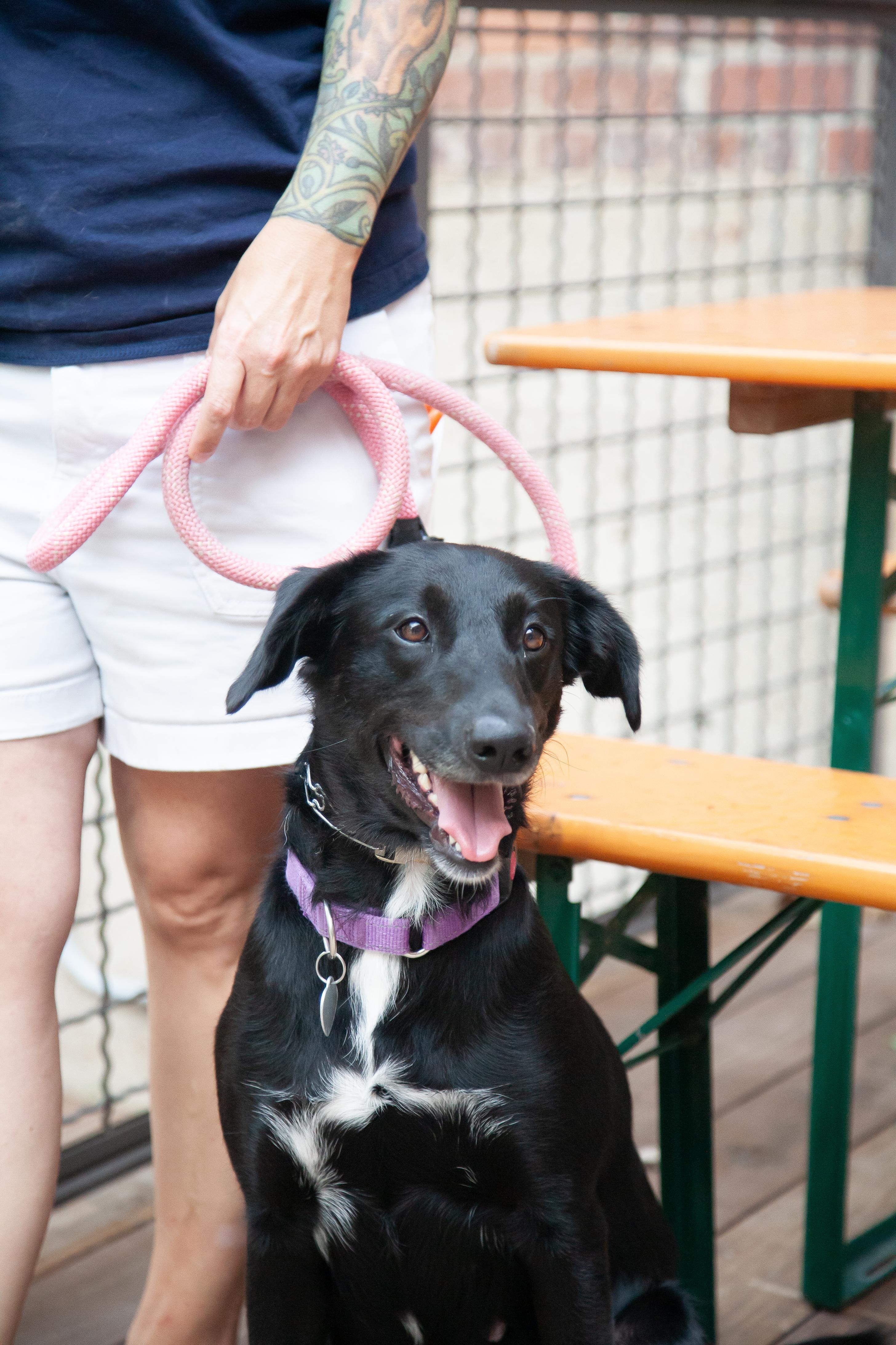 Dove, a ADOPTABLE mixed breed in Nashville, TN image 6/6