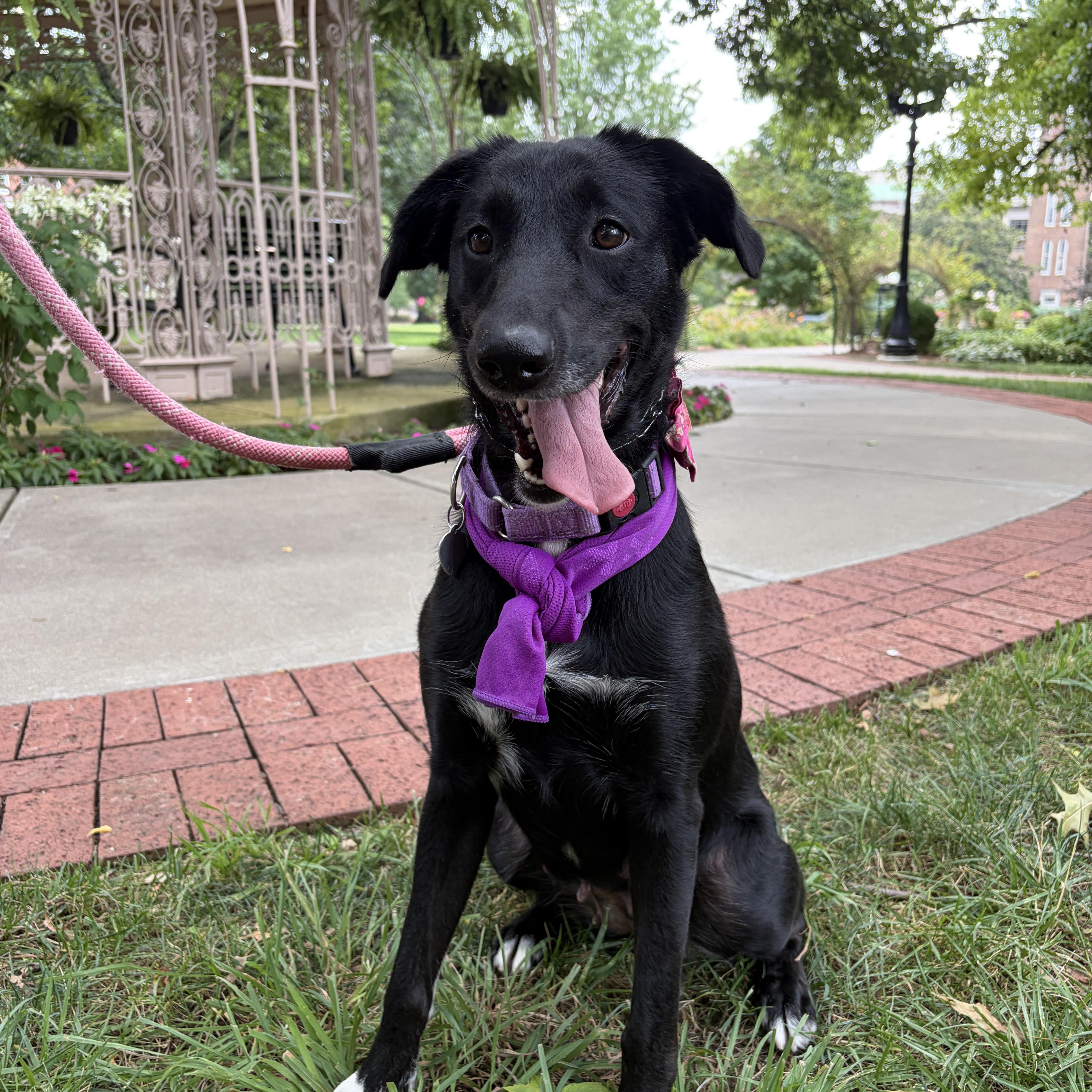 Dove, a ADOPTABLE mixed breed in Nashville, TN image 2/3