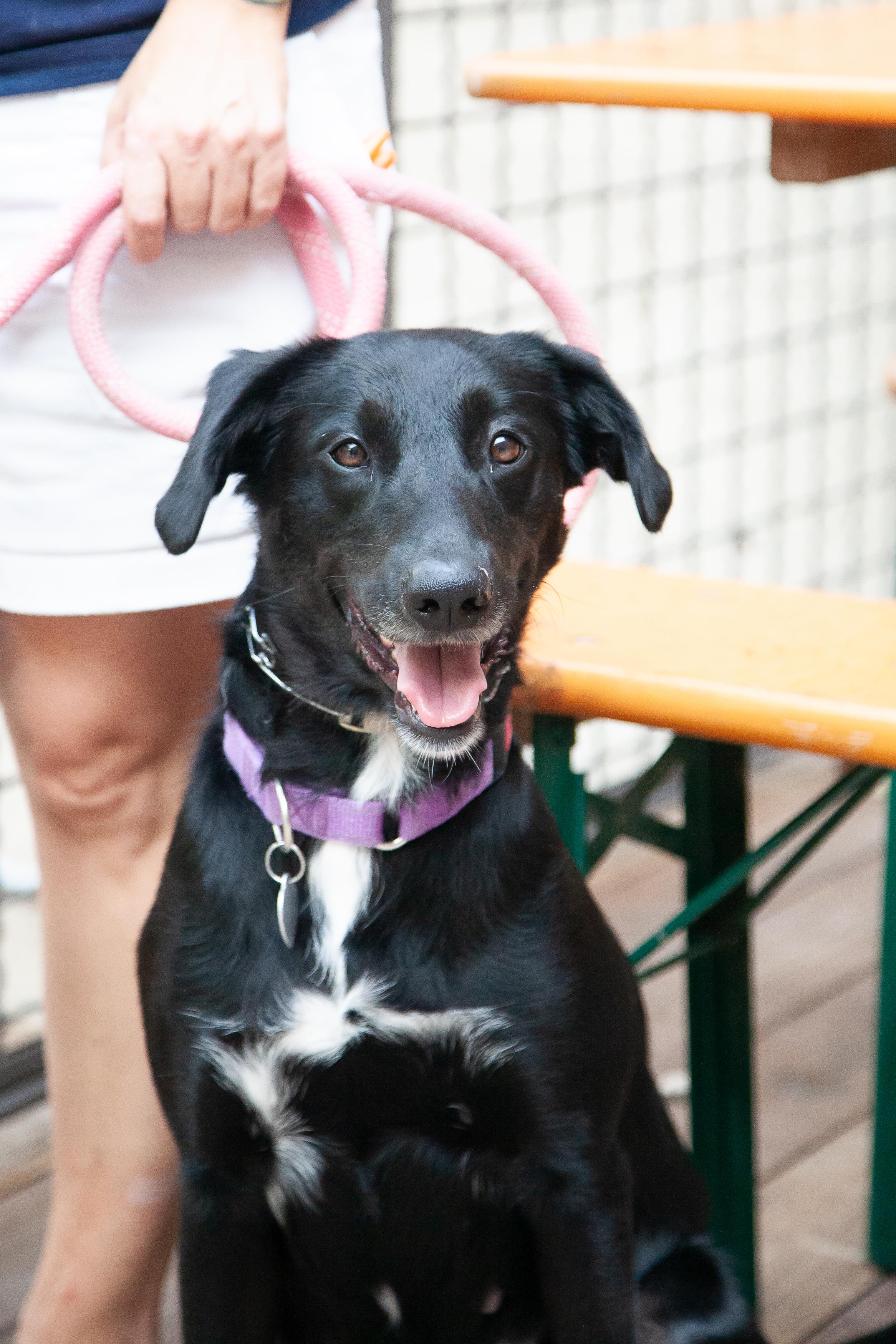 Dove, a ADOPTABLE mixed breed in Nashville, TN image 1/6