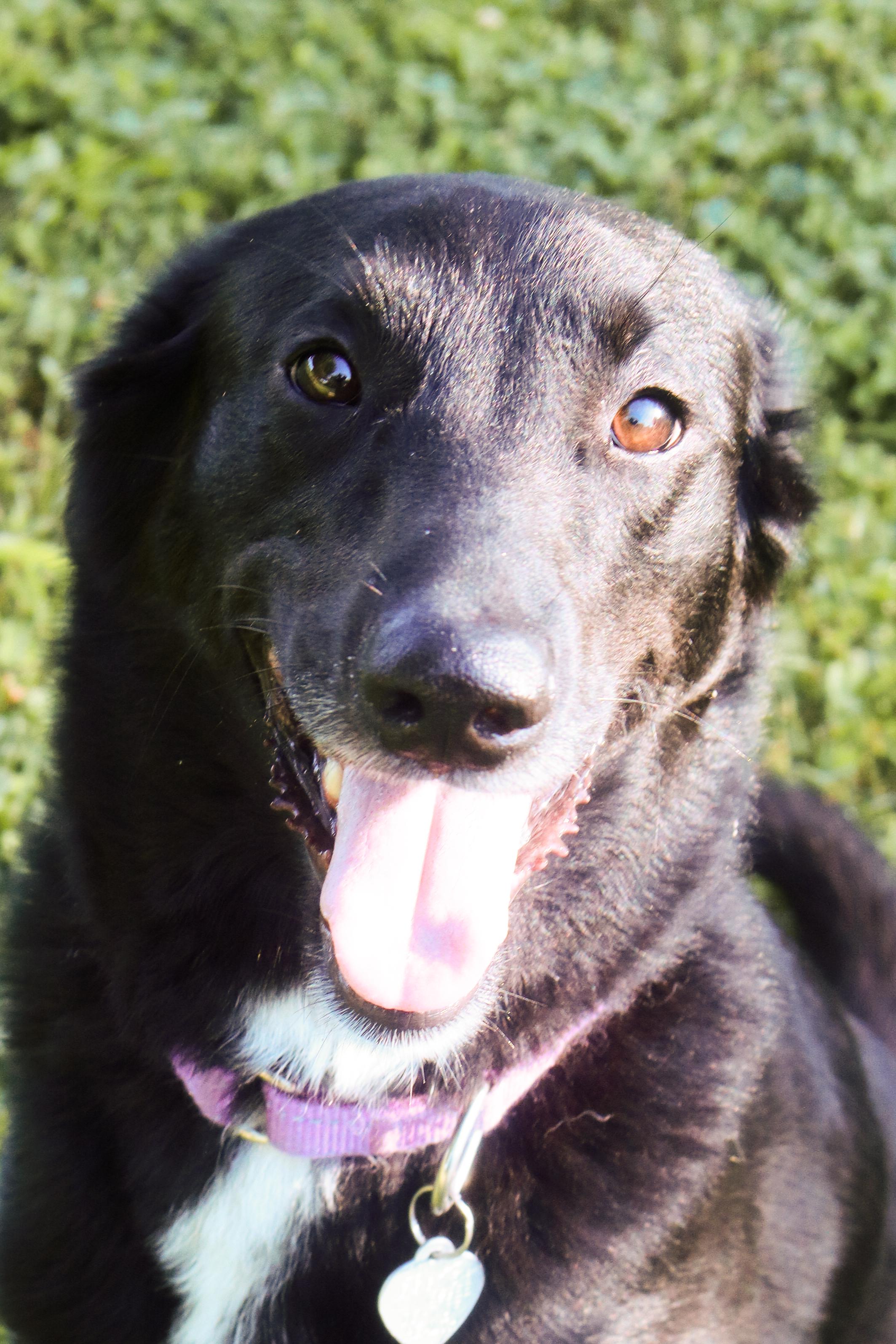 Dove, a ADOPTABLE mixed breed in Nashville, TN image 1/2