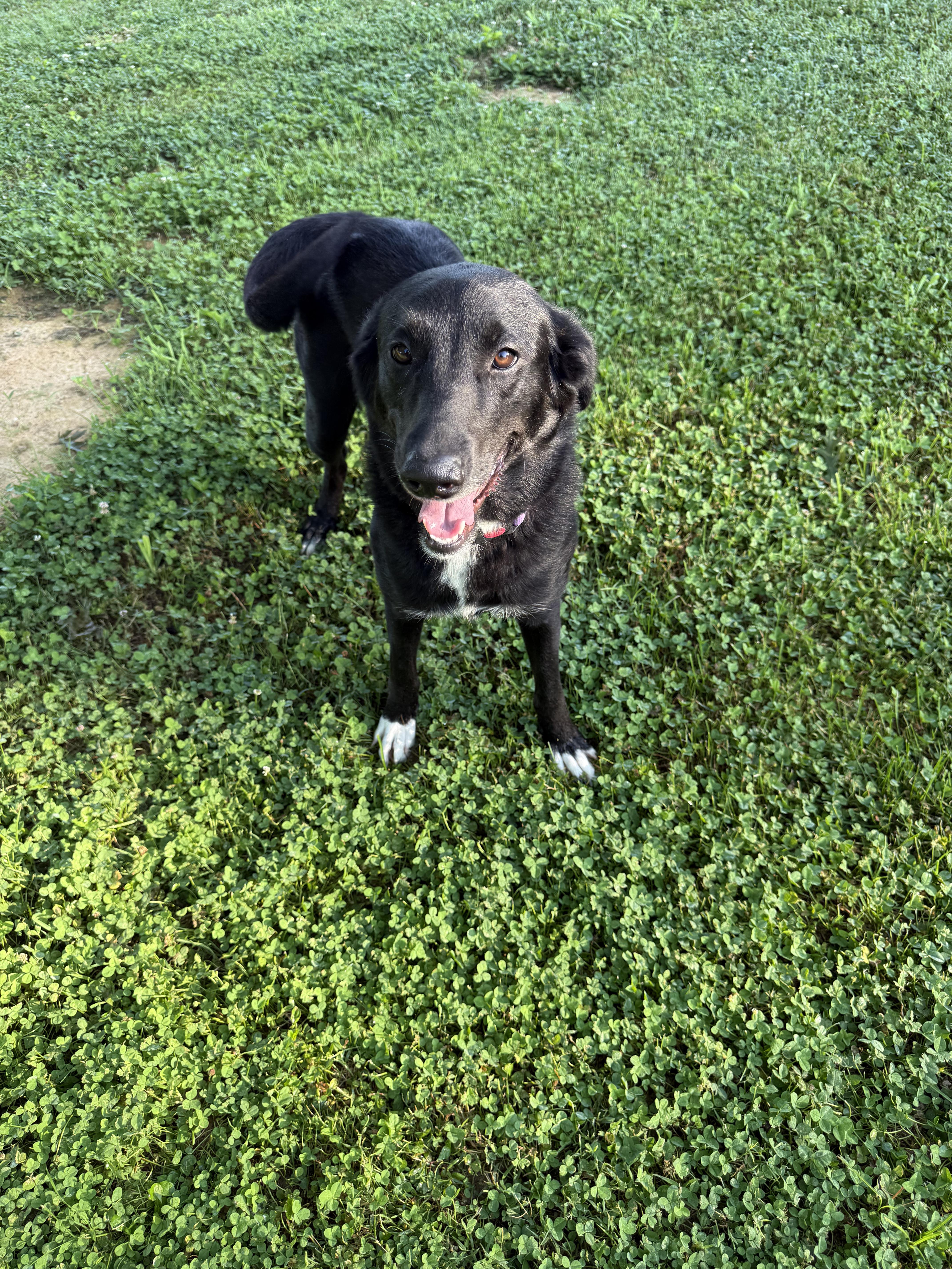 Dove, a ADOPTABLE mixed breed in Nashville, TN image 2/2