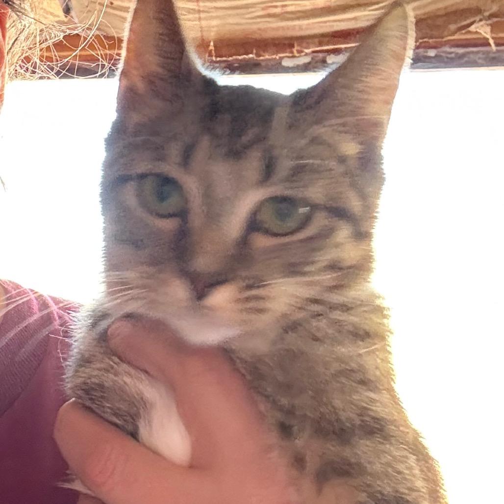 Buttercup, Adoptable, Kitten Female Domestic Short Hair.