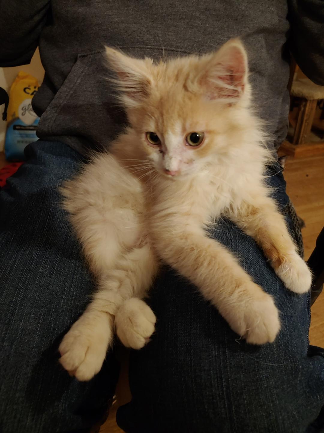 Bobby, adopted, Kitten Male Domestic Long Hair.