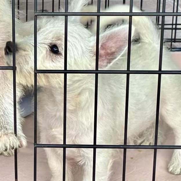 Enlarge Atlas, an adopted West Highland White Terrier / Westie in North Freedom, WI image 2/2