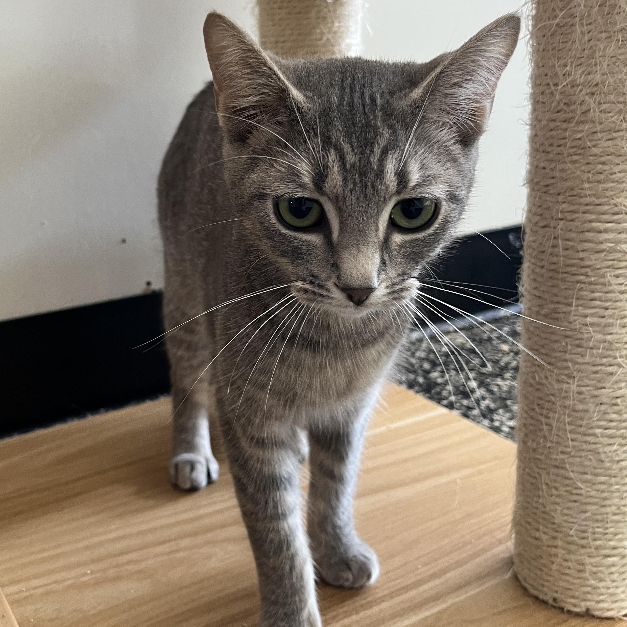 Enlarge Skip-Town Sharla, a ADOPTABLE Domestic Short Hair in McKenzie, TN image 3/3