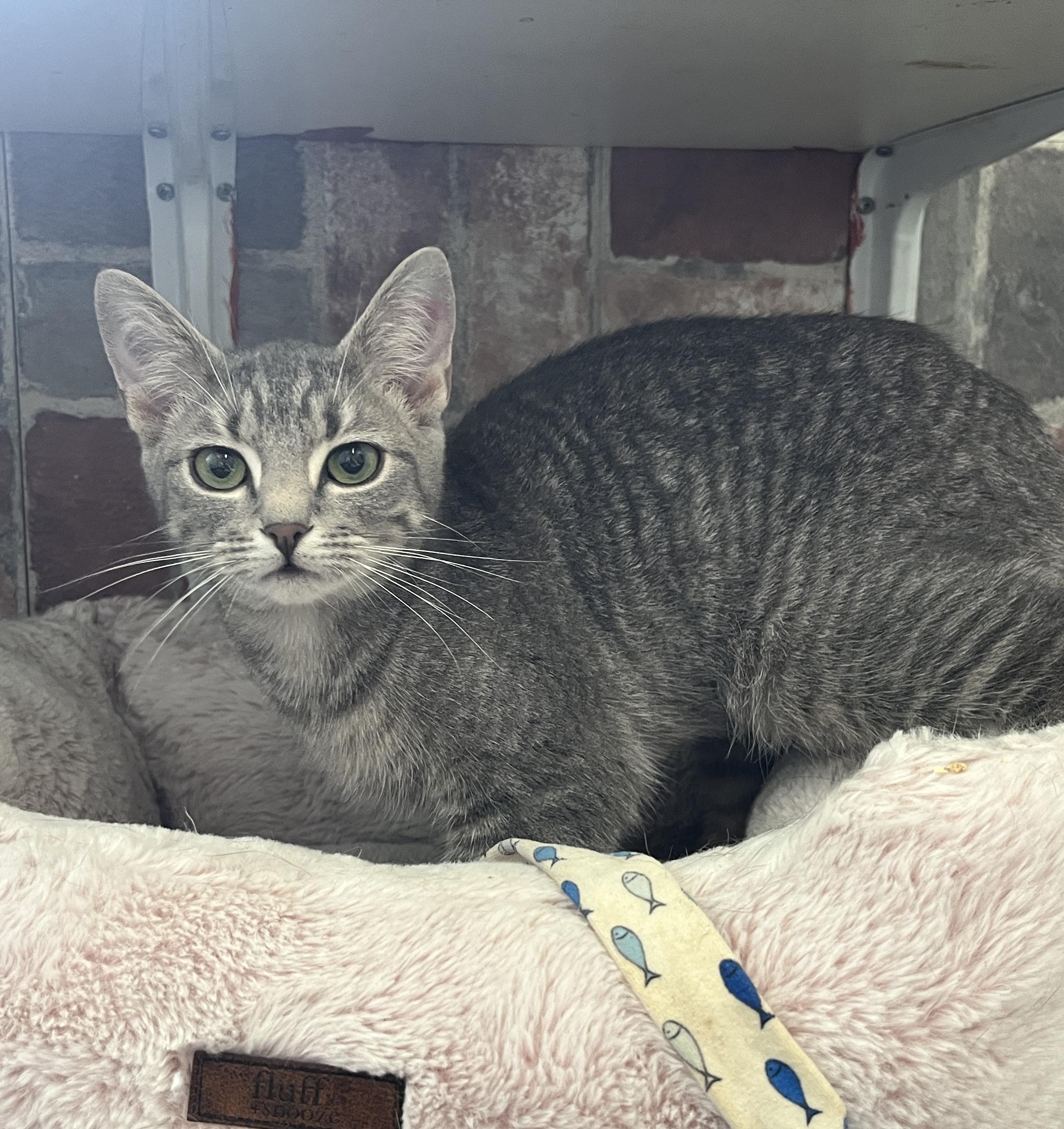 Skip-Town Sharla, ADOPTABLE, Young Female Domestic Short Hair.