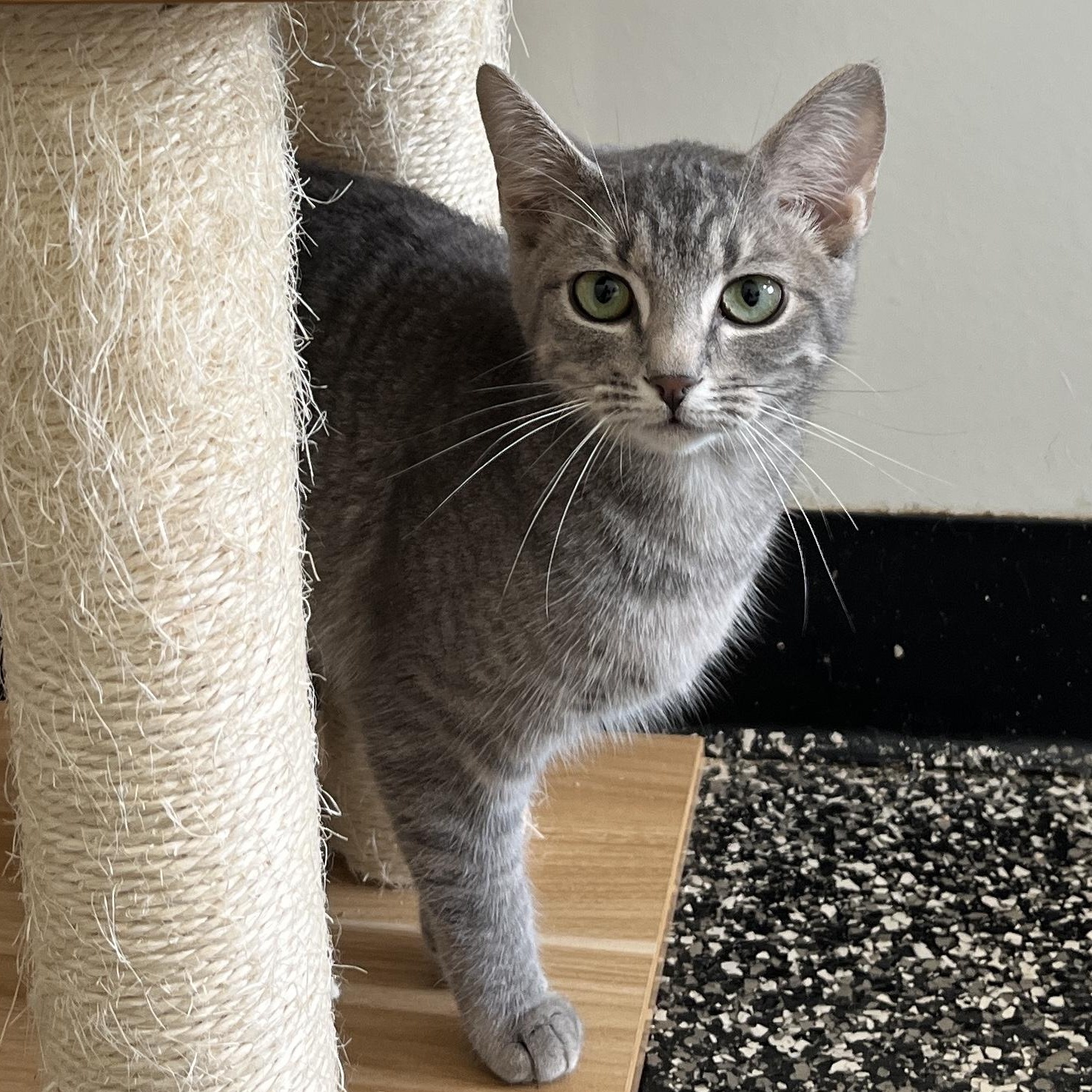 Enlarge Skip-Town Sharla, a ADOPTABLE Domestic Short Hair in McKenzie, TN image 2/3