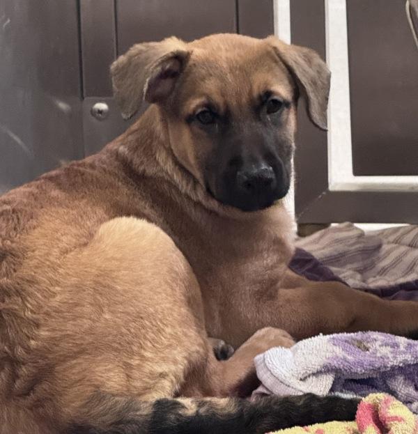 Enlarge Prunella, a Adoptable mixed breed in El Cajon, CA image 1/1