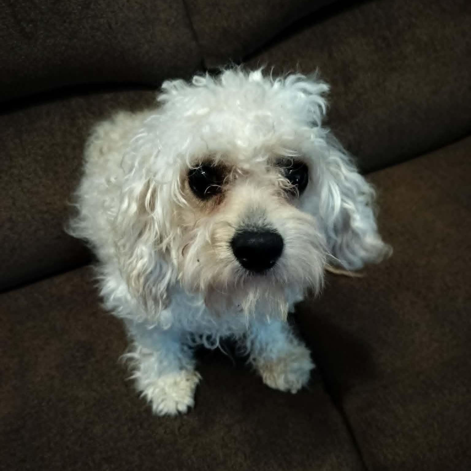 OTTO, an adopted mixed breed in Harlem, GA image 2/5