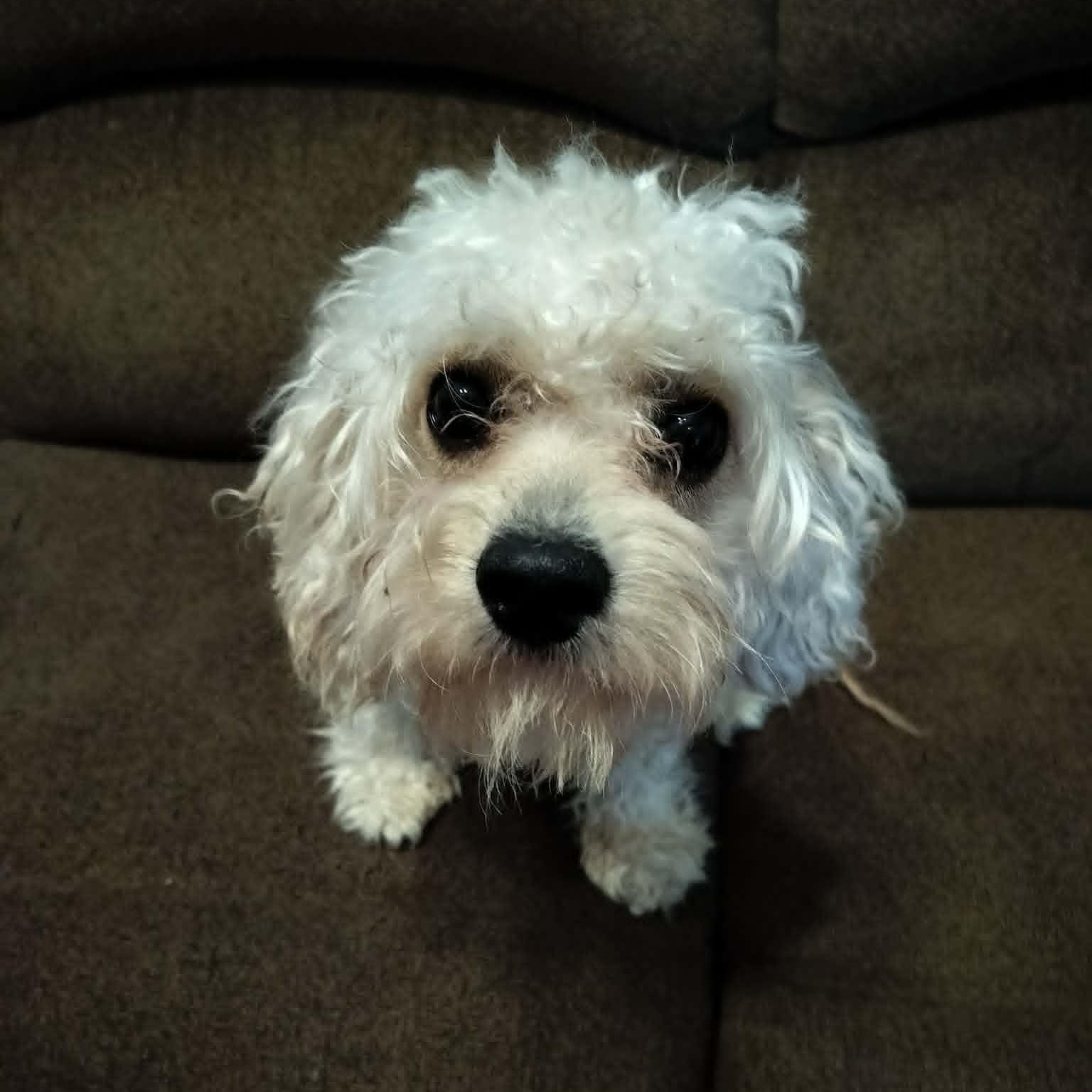 OTTO, adopted, Young Male Bichon Frise & Poodle.