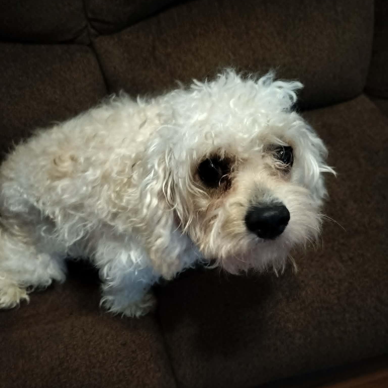 OTTO, an adopted mixed breed in Harlem, GA image 4/5