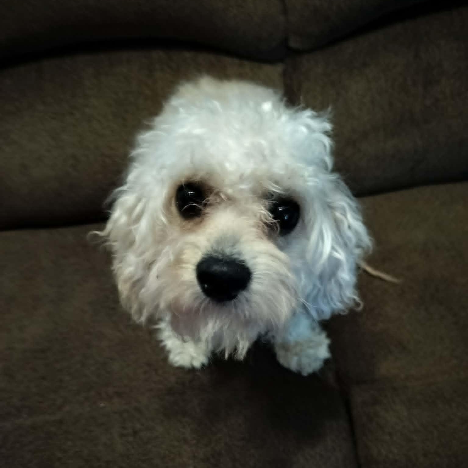 OTTO, an adopted mixed breed in Harlem, GA image 5/5