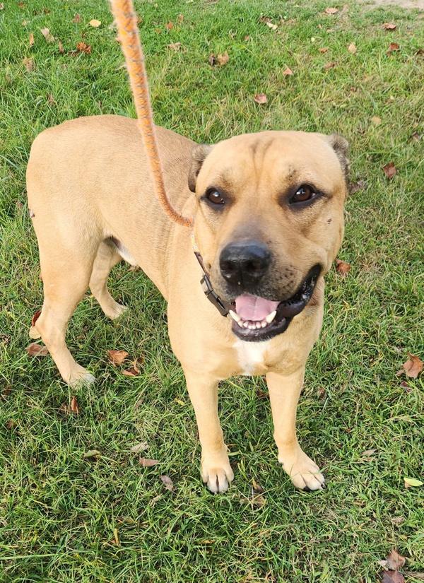 Apollo, a Adoptable mixed breed in Cleveland, TN image 1/6
