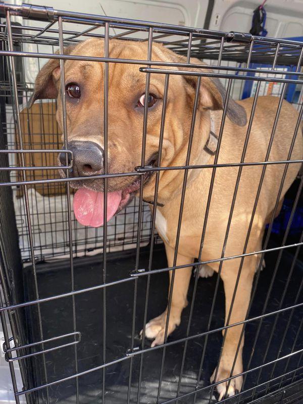 Apollo, a Adoptable mixed breed in Cleveland, TN image 2/6