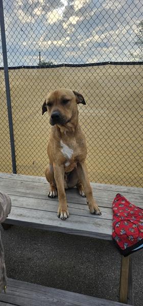 Apollo, a Adoptable mixed breed in Cleveland, TN image 3/6