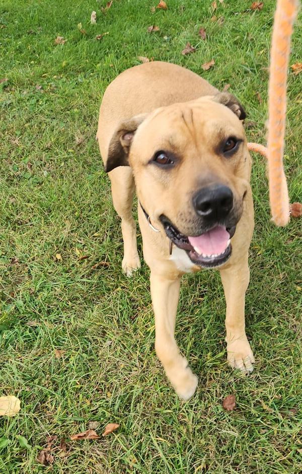 Apollo, a Adoptable mixed breed in Cleveland, TN image 4/6