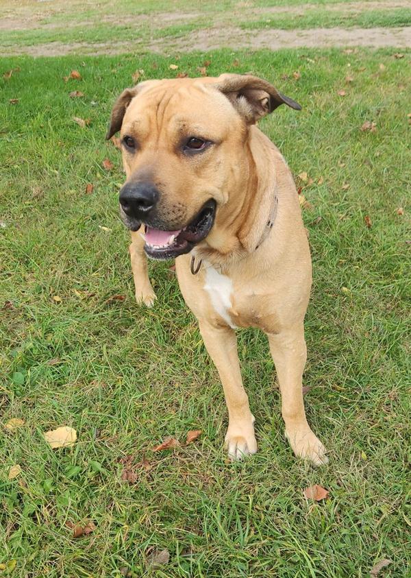 Apollo, a Adoptable mixed breed in Cleveland, TN image 5/6