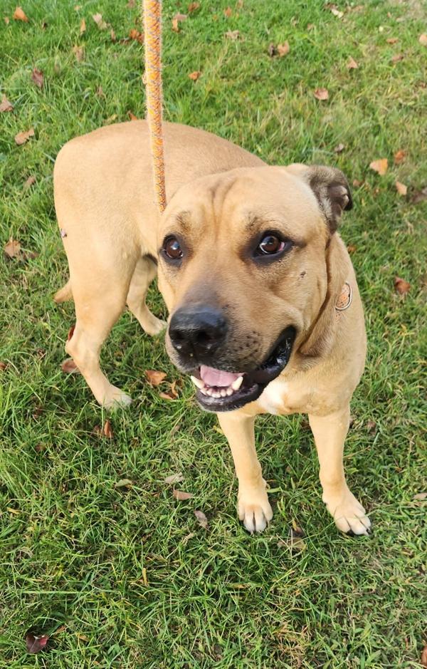 Apollo, a Adoptable mixed breed in Cleveland, TN image 6/6