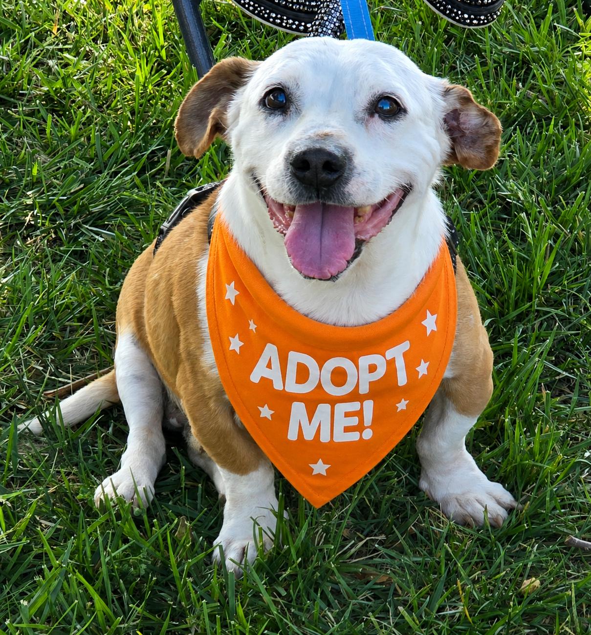 Bruno , ADOPTABLE, Senior Male Beagle & Pit Bull Terrier.
