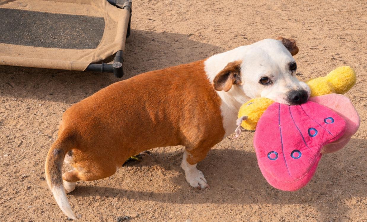 Bruno , a ADOPTABLE mixed breed in Selma, CA image 2/6