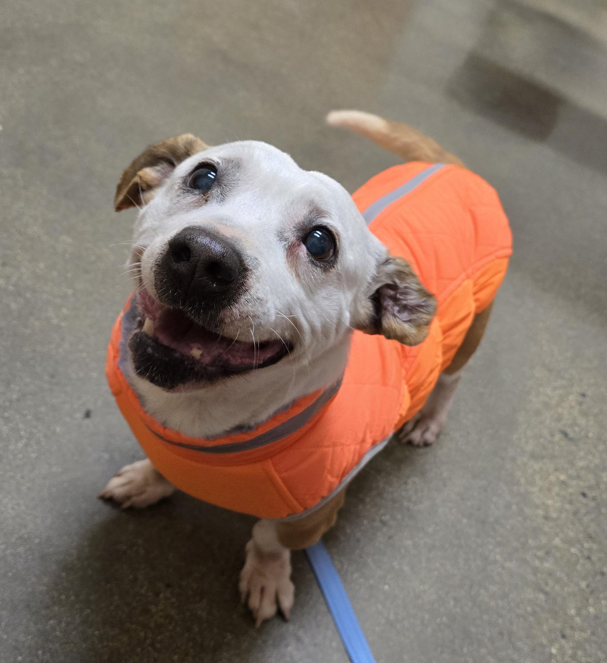 Bruno , a ADOPTABLE mixed breed in Selma, CA image 3/6