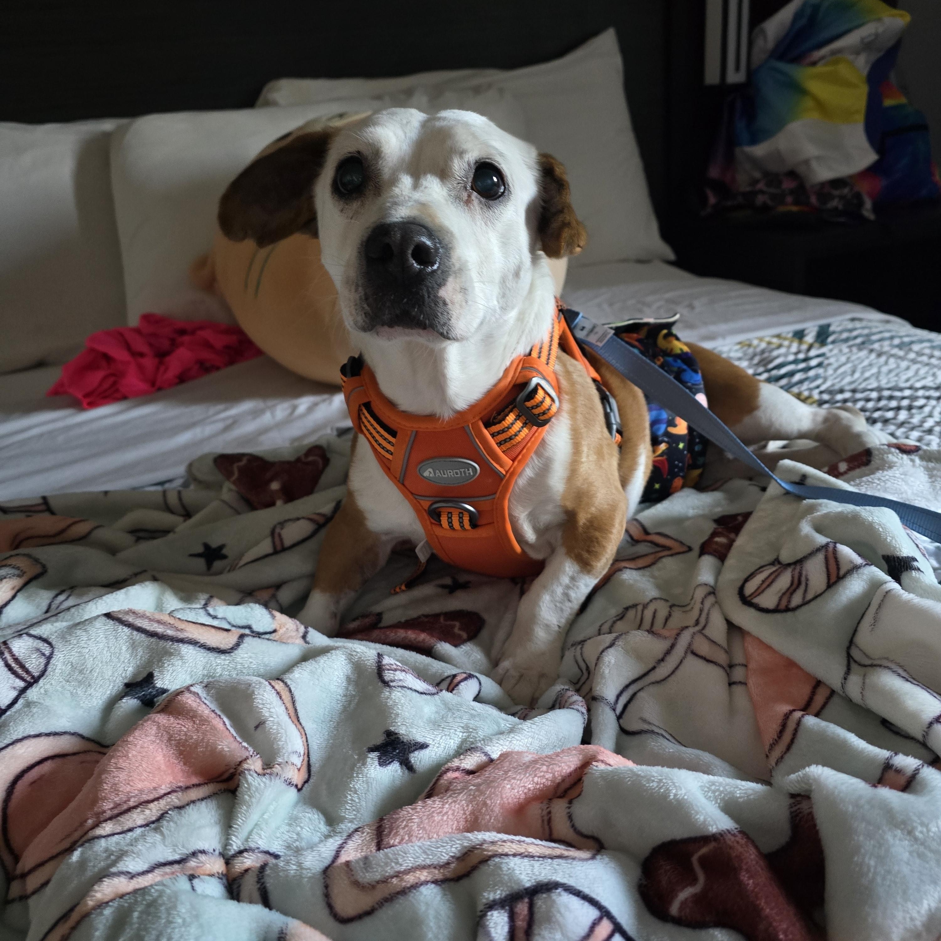 Enlarge Bruno , a Adoptable mixed breed in Selma, CA image 5/6
