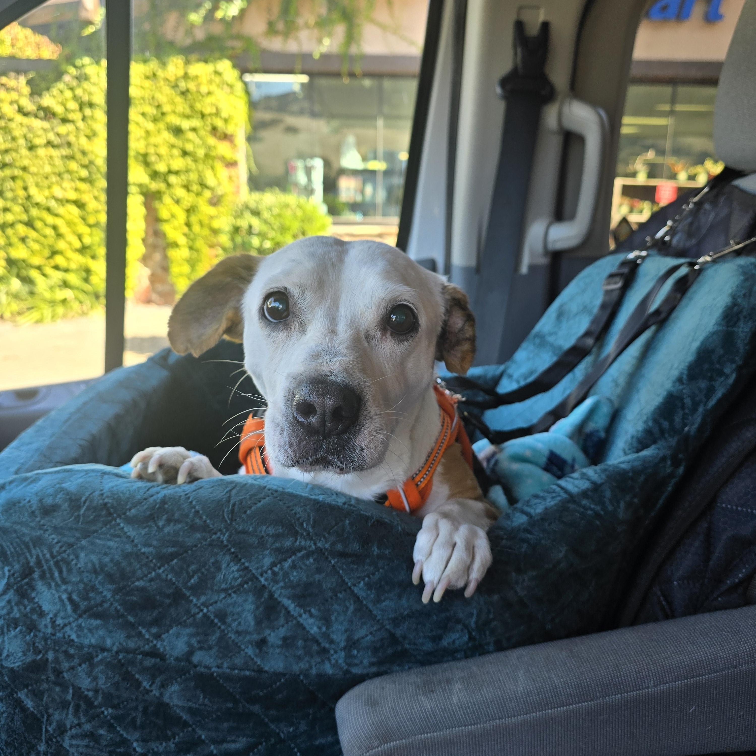 Enlarge Bruno , a Adoptable mixed breed in Selma, CA image 6/6