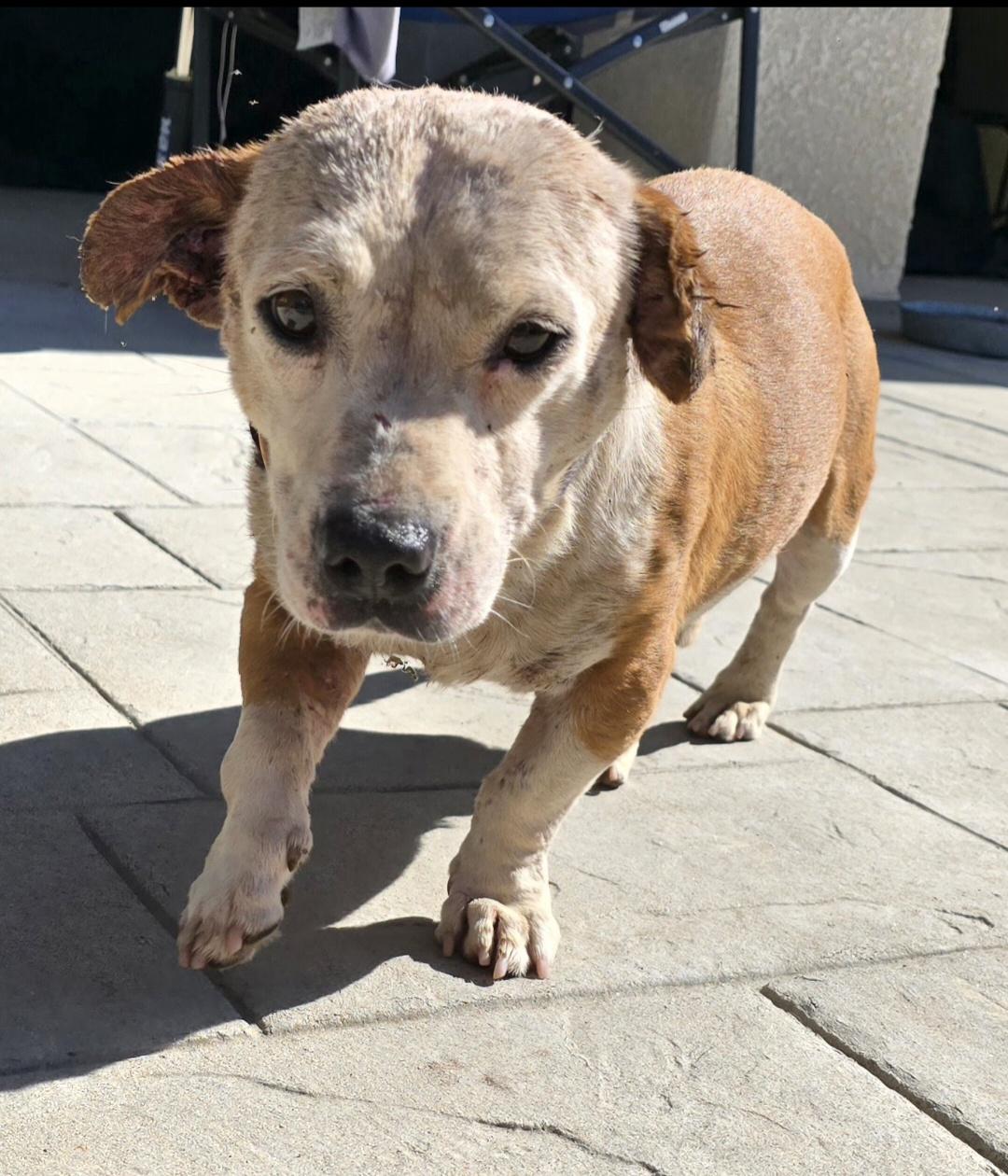 Bruno , a ADOPTABLE mixed breed in Selma, CA image 4/6