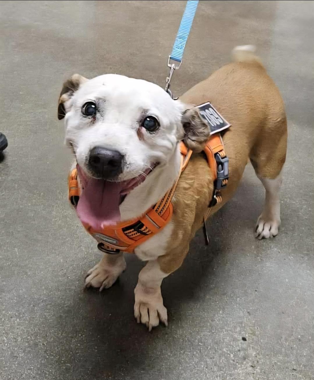 Bruno , a ADOPTABLE mixed breed in Selma, CA image 6/6