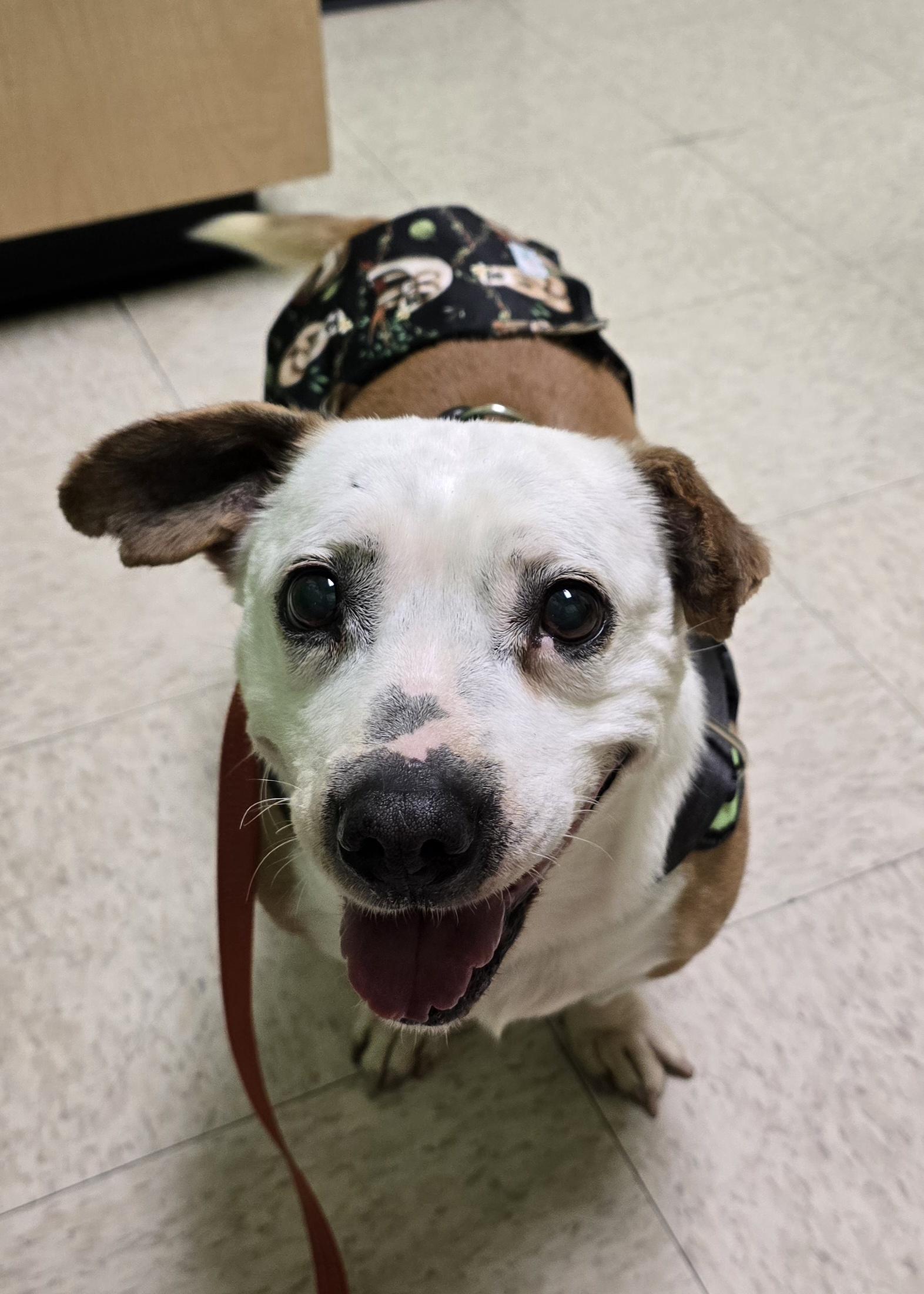 Bruno , a ADOPTABLE mixed breed in Selma, CA image 5/6