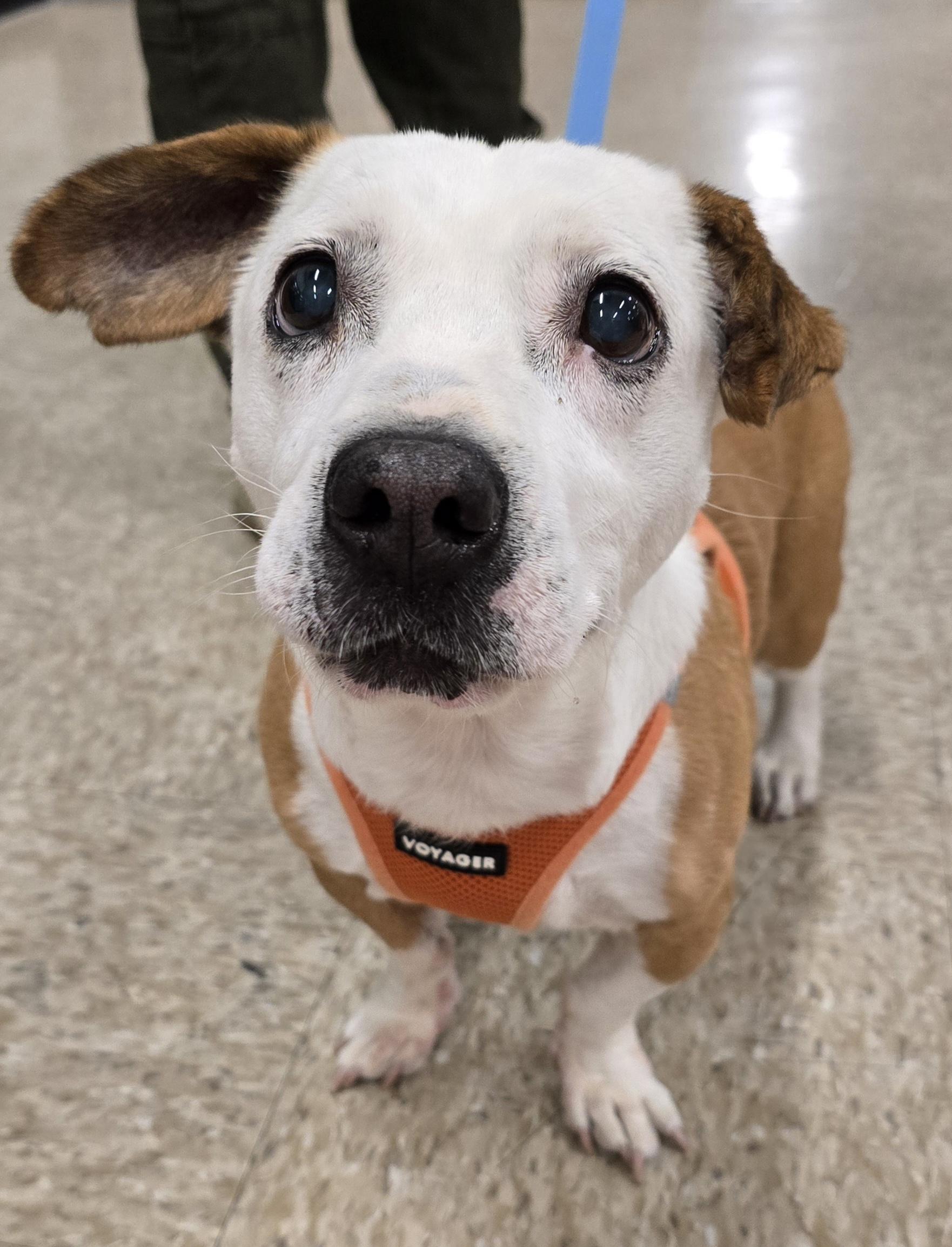 Enlarge Bruno , a Adoptable mixed breed in Selma, CA image 2/6