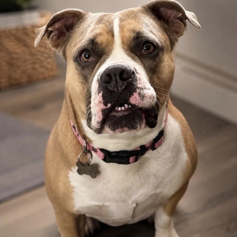 Shortcake Sweets, an adoptable mixed breed in Philadelphia, PA image 2/6