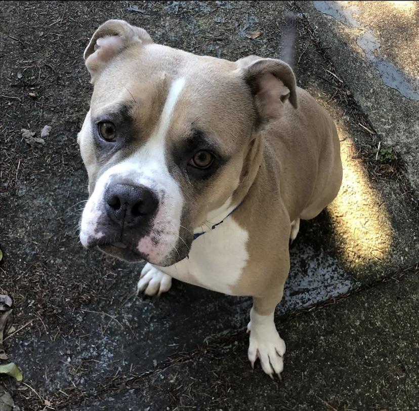 Shortcake Sweets, a Adoptable mixed breed in Philadelphia, PA image 2/4