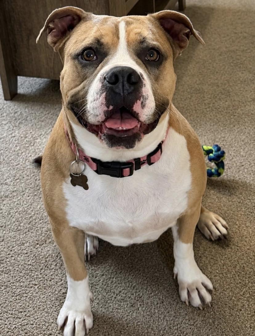 Shortcake Sweets, an adoptable mixed breed in Philadelphia, PA image 5/6