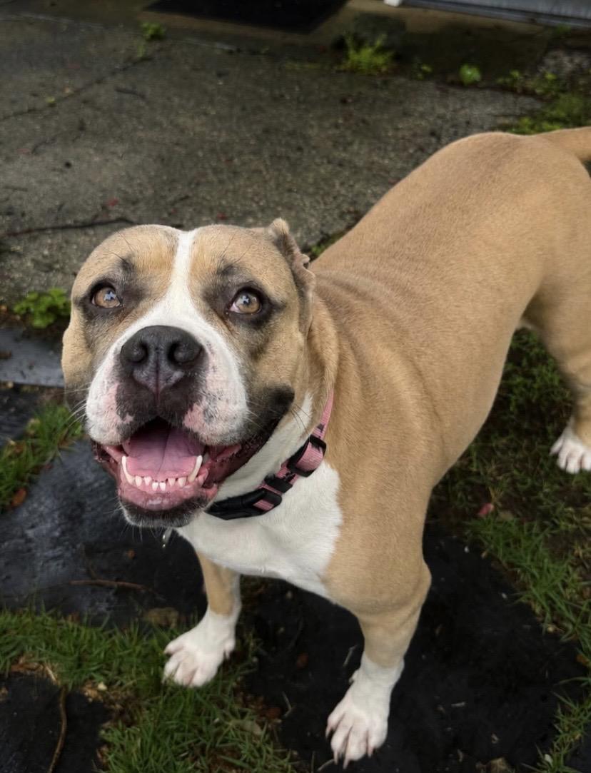 Shortcake Sweets, an adoptable mixed breed in Philadelphia, PA image 1/6
