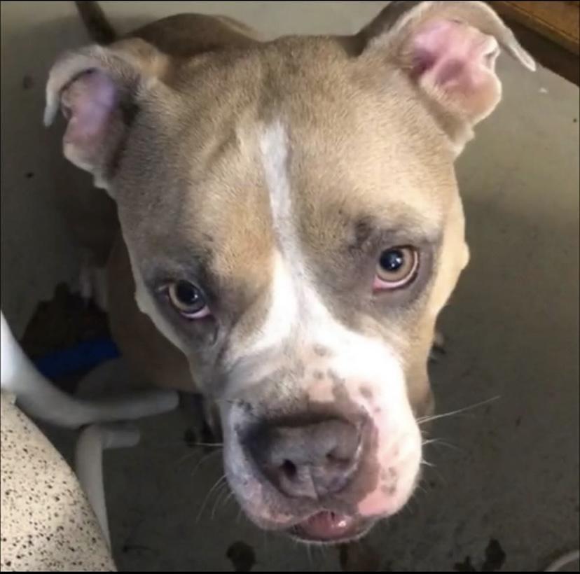 Shortcake Sweets, a Adoptable mixed breed in Philadelphia, PA image 3/4