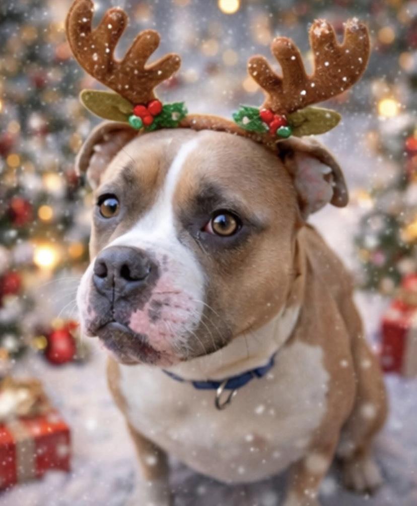 Enlarge Shortcake Sweets, a Adoptable mixed breed in Philadelphia, PA image 6/6