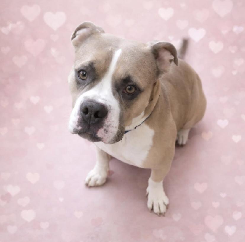 Enlarge Shortcake Sweets, a Adoptable mixed breed in Philadelphia, PA image 1/6