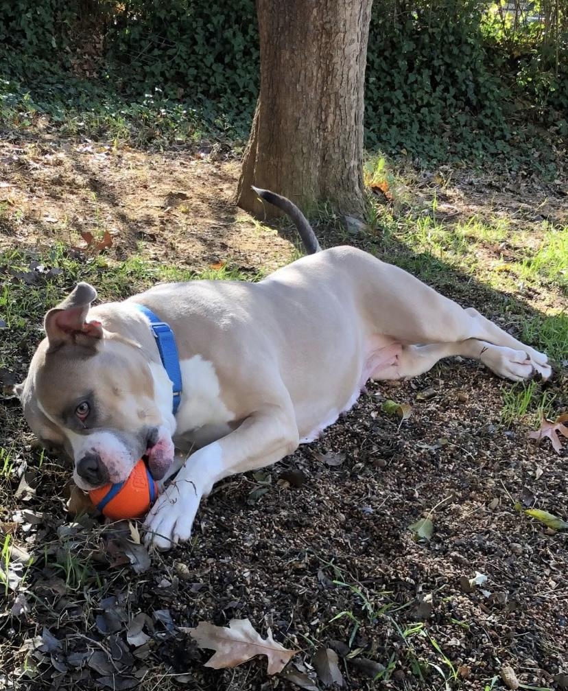 Enlarge Shortcake Sweets, a Adoptable mixed breed in Philadelphia, PA image 5/6
