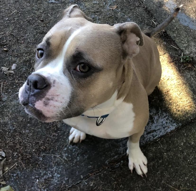 Shortcake Sweets, a Adoptable mixed breed in Philadelphia, PA image 4/4