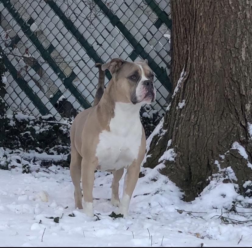 Shortcake Sweets thumbnail 6